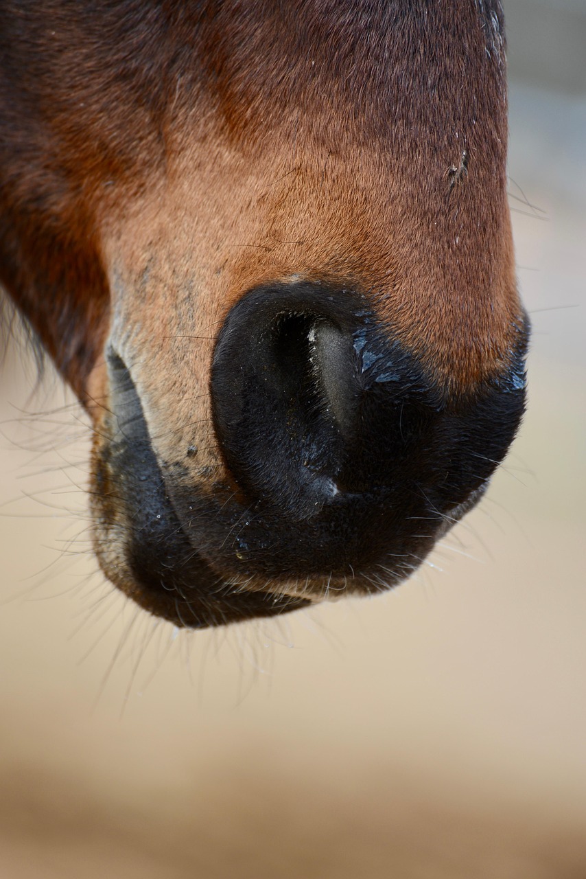 horse, equine, muzzle, mare, animal, nature, brown, horse, horse, horse, horse, horse