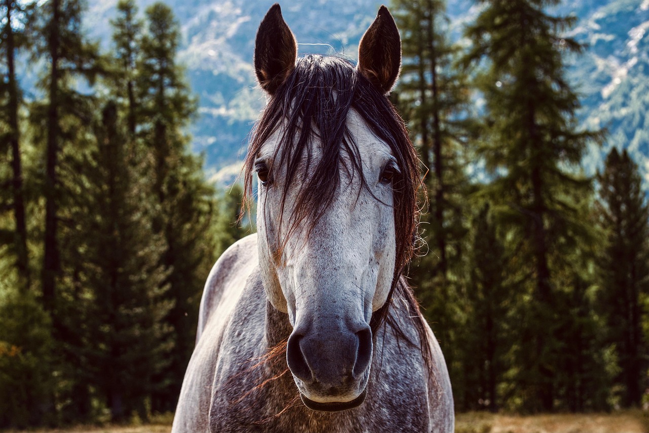 horse, stallion, equine, equestrian, wild horse, mane, head, nature, mammal, animal, portrait, horse, horse, horse, horse, horse
